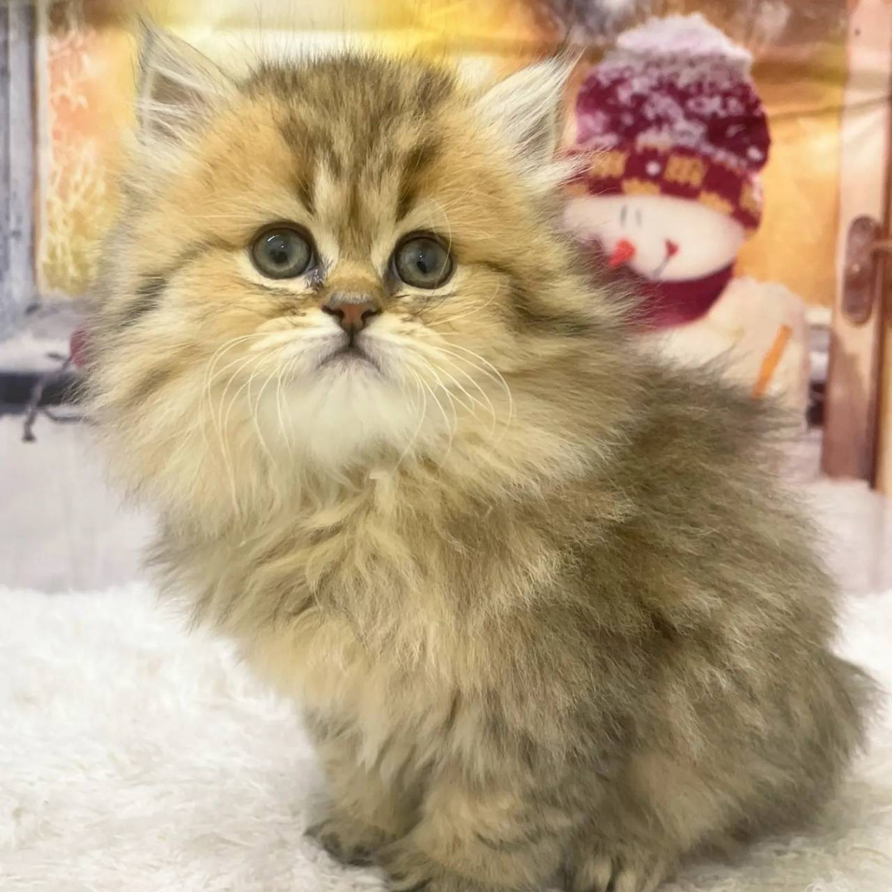 ペルシャ