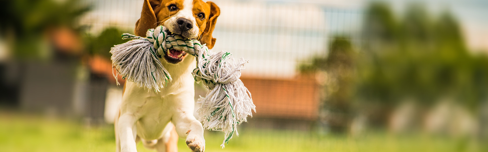 子犬の販売やトリミング、ペットホテル、繁殖etc…ワンちゃんと暮らす毎日をサポートいたします！