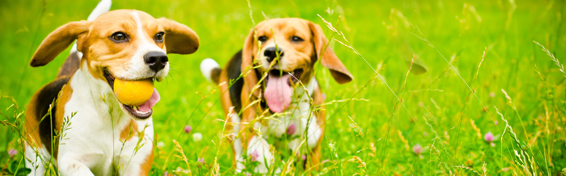 子犬の販売やトリミング、ペットホテル、繁殖etc…ワンちゃんと暮らす毎日をサポートいたします！