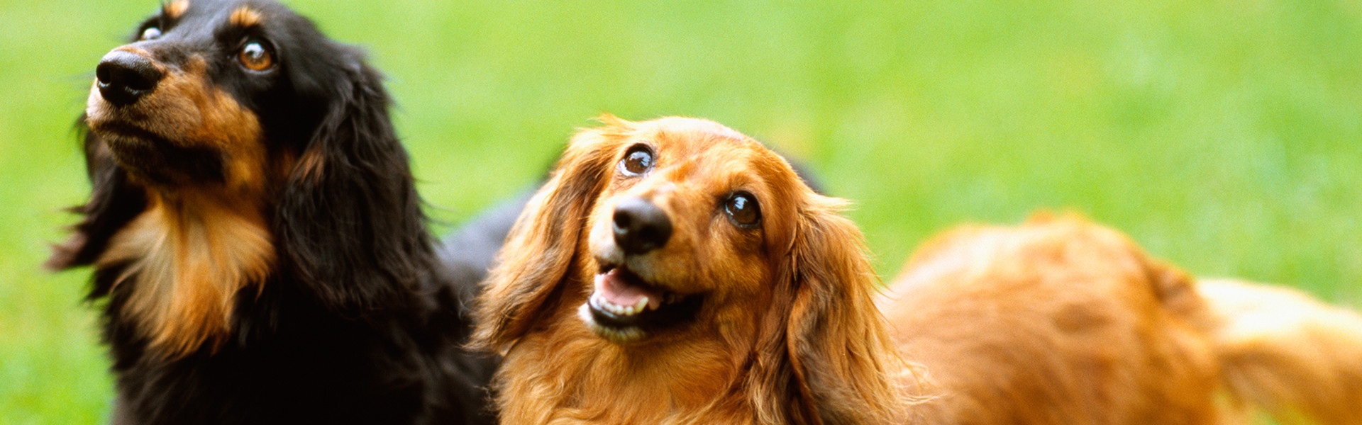 子犬の販売やトリミング、ペットホテル、繁殖etc…ワンちゃんと暮らす毎日をサポートいたします！