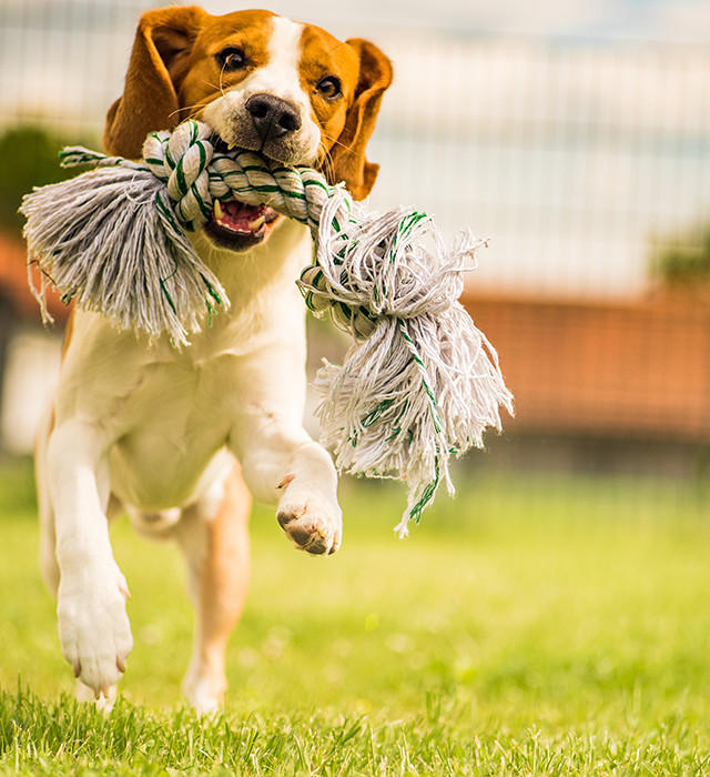 子犬の販売やトリミング、ペットホテル、繁殖etc…ワンちゃんと暮らす毎日をサポートいたします！