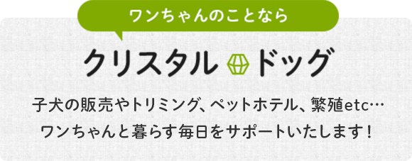 子犬の販売やトリミング、ペットホテル、繁殖etc…ワンちゃんと暮らす毎日をサポートいたします！